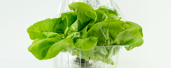 Green sallad in bioplastic packaging