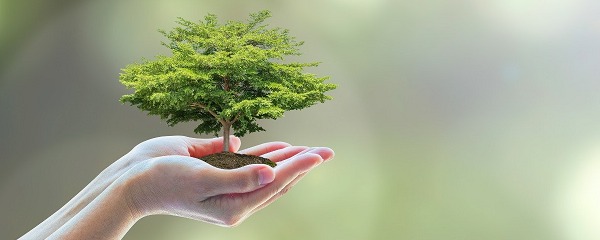 tree in hand