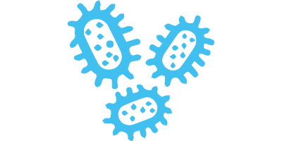bacteria