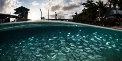 Aquaculture