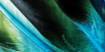 Care Green and blue Feathers