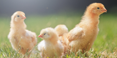 Heat stress in poultry movie