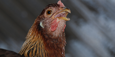  How heat stress disrupts the body of poultry and pigs