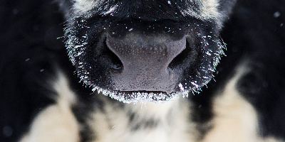 close up of a frosty cow mule