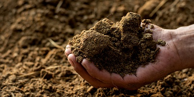 Dirt in hand Dirt in hand