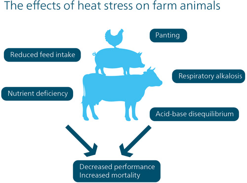 effects of heat stress on farm animals