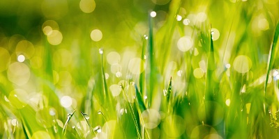 Grass with raindrops Grass with raindrops