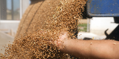 TMR Person holding its hand through grain that is being poured