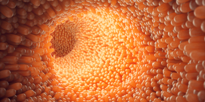 The inside of a Healthy gut