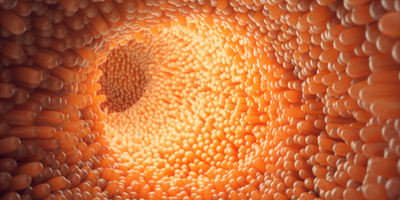 Healthy gut The inside of a Healthy gut