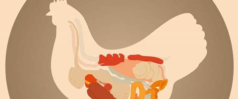  New website: animalguthealth.com