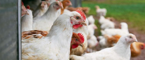  Gut health in young broilers