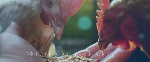  The mode of action of organic acids