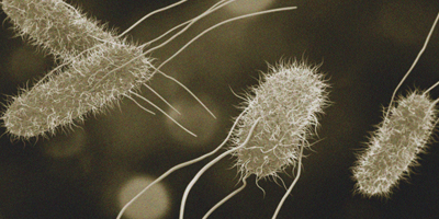  Remember November: the precarious journey of feed and the importance of feed hygiene