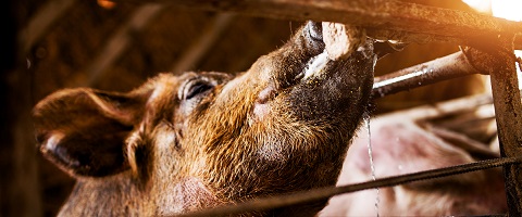  Heat stress in swine: facts, problems and support options