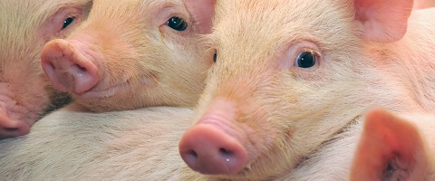  Gut health for Swine