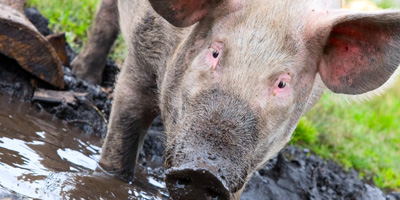 Swine in heat stress