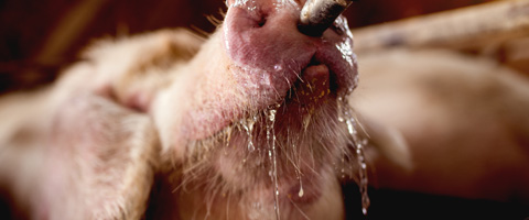  7 practical tips to reduce heat stress