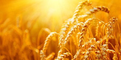  The impact of hot and dry summers on grains