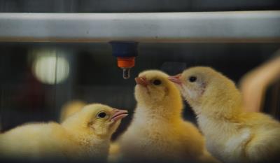  Would you drink your livestock's water?