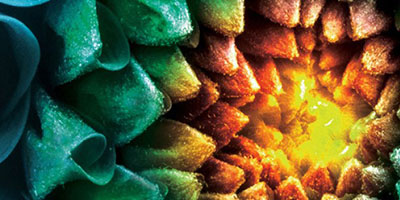 Sustainability Close-up of flower in blue, green and orange
