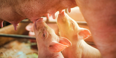 Weaning Challenges Piglets eating