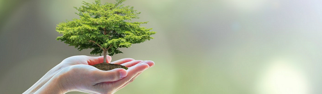 Hand holding tree