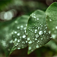 Waterdrops on green leaves