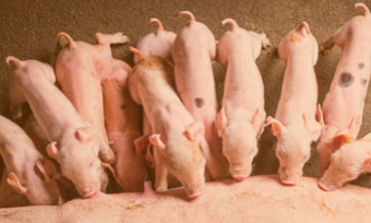 Piglets being fed by their mom