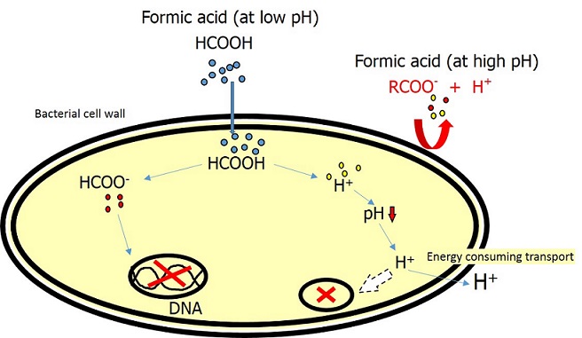 Bacteria Formic acid